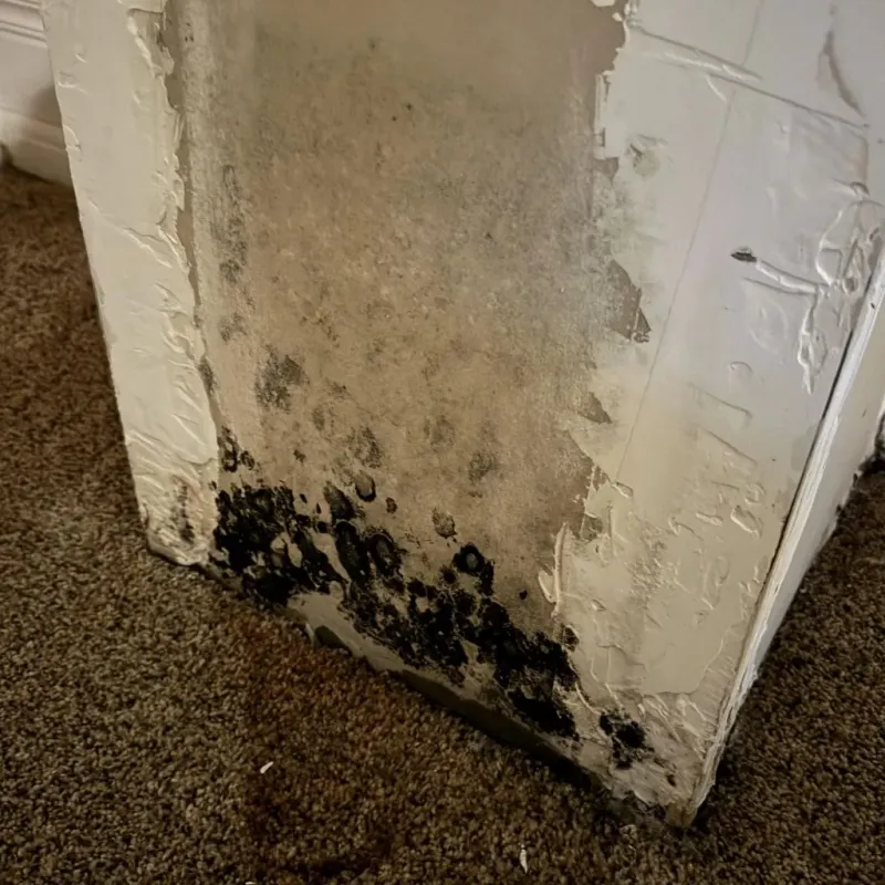 Professional Mold Removal in Marinette, WI